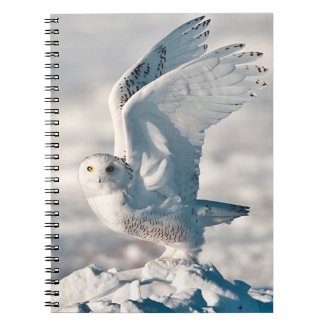 Caderno Espiral Snowy Owl a sair da neve (Frente)