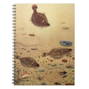 Caderno Espiral Solas ou Peixes Chatos, Vida Marinha Antiga