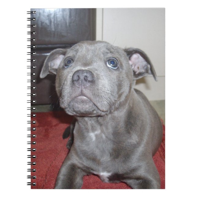 Caderno Espiral Sooky Blue Staffordshire Bull Terrier Puppy, (Frente)