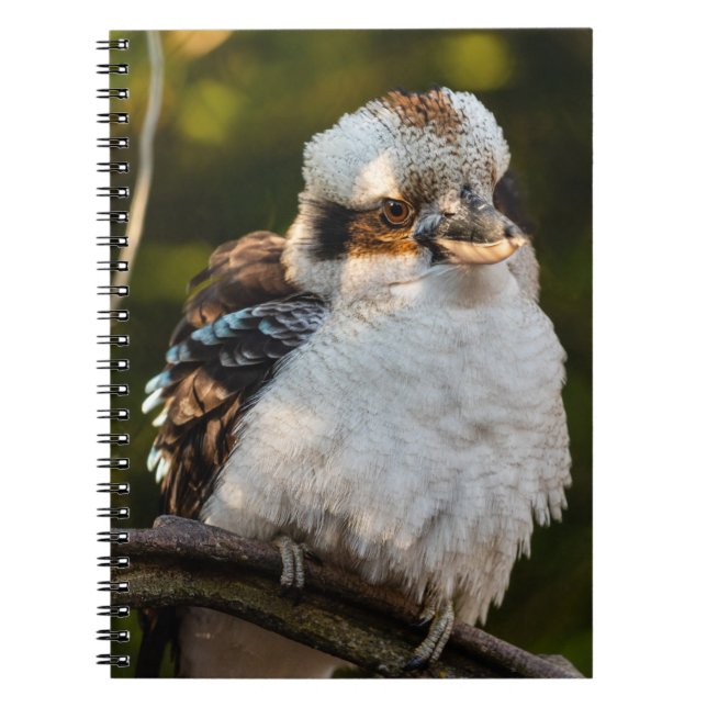 Caderno Espiral Soprava rindo kookaburra (Frente)
