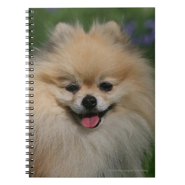 Caderno Espiral Sorriso de Pomeranian (Frente)
