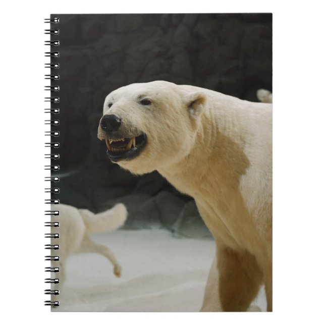 Caderno Espiral Sorriso de Urso Polar (Frente)
