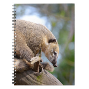 Caderno Espiral South American Coati no galho Postcard Metal Orna