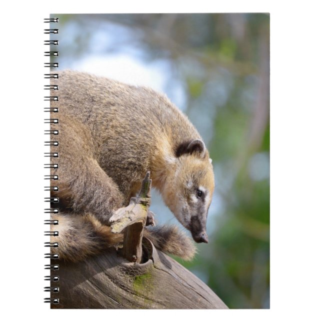 Caderno Espiral South American Coati no galho Postcard Metal Orna (Frente)