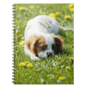 Caderno Espiral Spaniel de rei Charles descuidado