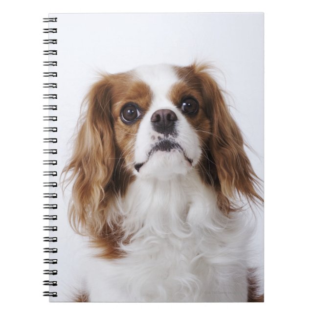 Caderno Espiral Spaniel de rei Charles descuidado (Frente)