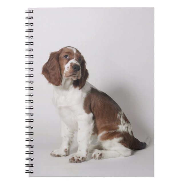 Caderno Espiral Spaniel de Springer (Frente)