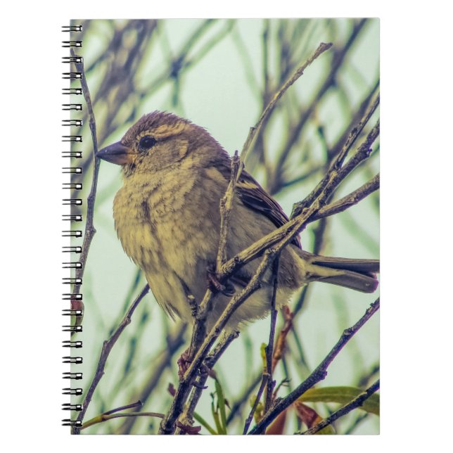 Caderno Espiral Sparrow em Foto em Árvore (Frente)