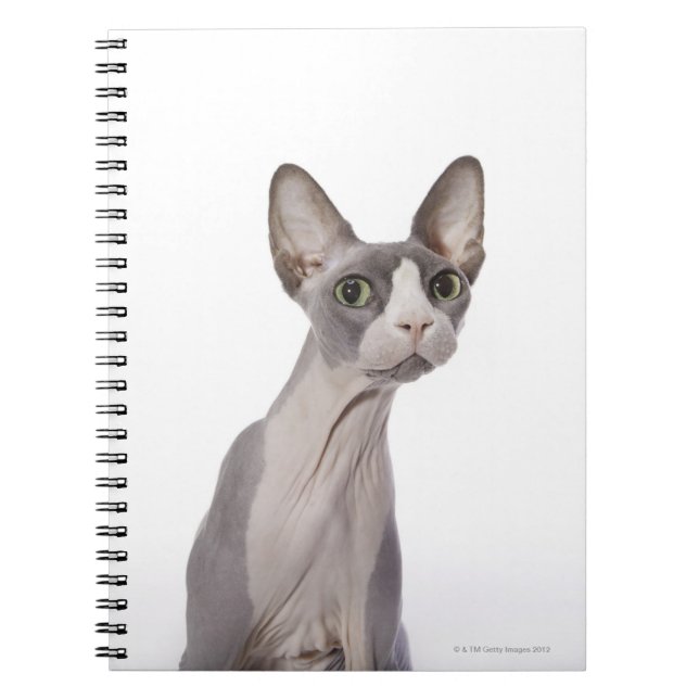 Caderno Espiral Sphynx Cat com expressão surpreendida (Frente)
