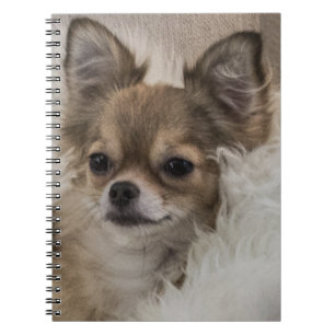 Caderno Espiral Spoilt Chihuahua Relaxing