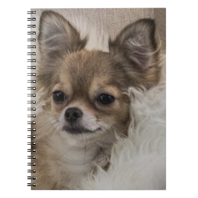 Caderno Espiral Spoilt Chihuahua Relaxing (Frente)