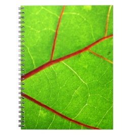 Caderno Espiral St Thomas 1