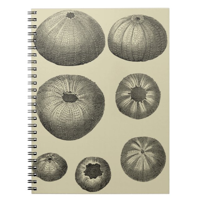 Caderno Espiral Starfish preto e branco (Frente)