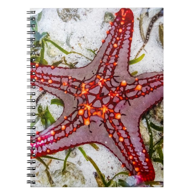 Caderno Espiral Starfish, Zanzibar, Tanzânia (Frente)