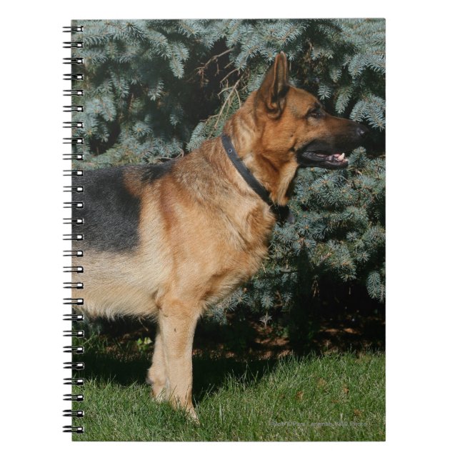 Caderno Espiral Suporte da mostra do german shepherd (Frente)