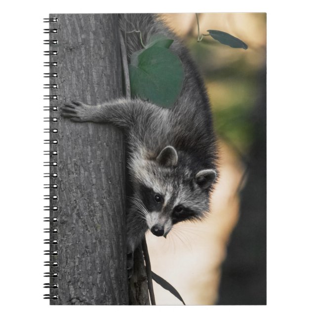 Caderno Espiral Sweet Baby Raccoon (Frente)