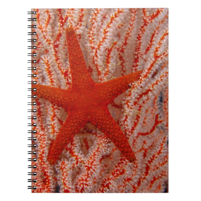 Caderno Espiral Tailândia, Sea Star Aka Starfish (Frente)