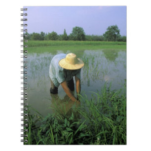 Caderno Espiral Tailândia, Sukhothai. Agricultor de arroz. SR.