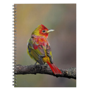 Caderno Espiral Tanager Escarlate em Muda - Fotografia Original