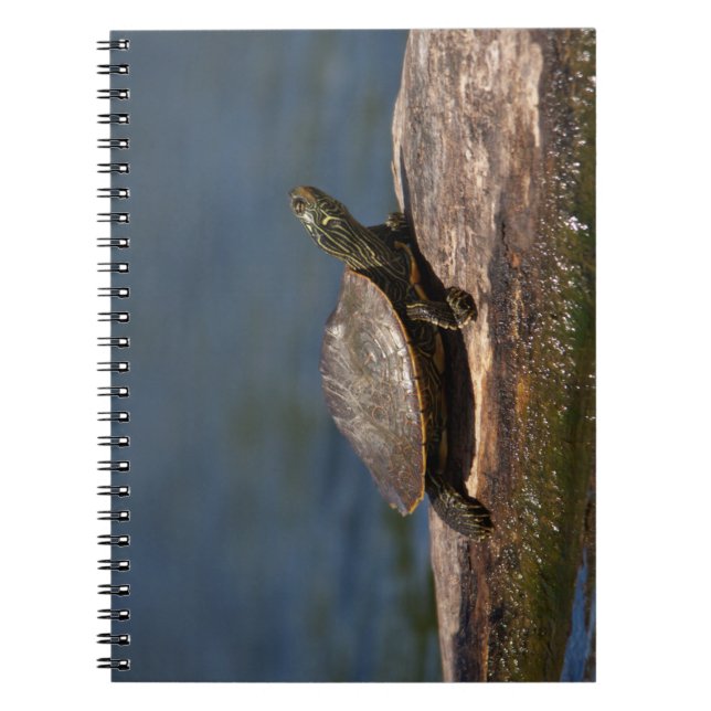 Caderno Espiral Tartaruga pintada em um tronco (Frente)
