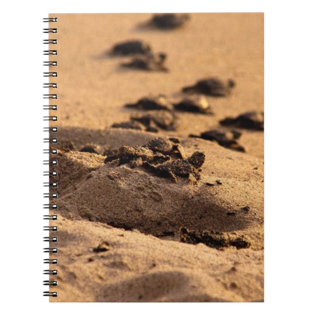 Caderno Espiral Tartarugas de mar (Frente)