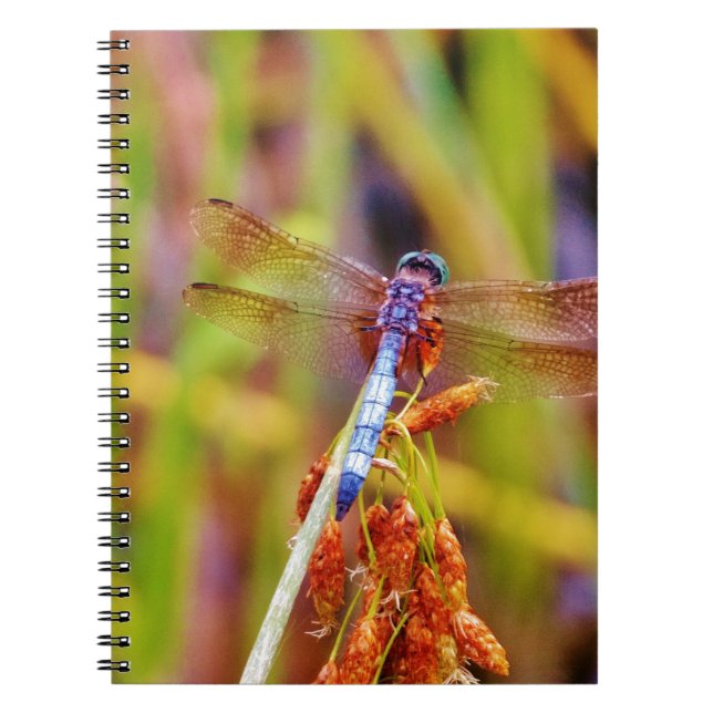 Caderno Espiral Teal Dragonfly na borda (Frente)