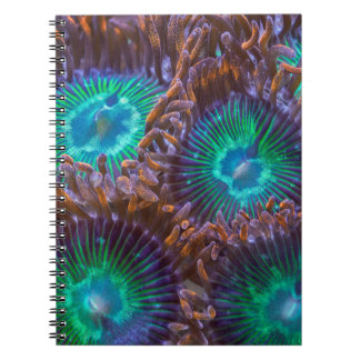 Caderno Espiral Teste padrão de Zoanthid