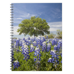 Caderno Espiral Texas bluebonnets(lupinus texensis) e carvalho