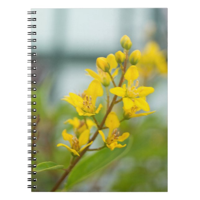 Caderno Espiral Thryallis Dourado (Frente)