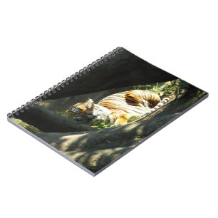 Caderno Espiral Tiger Catnap