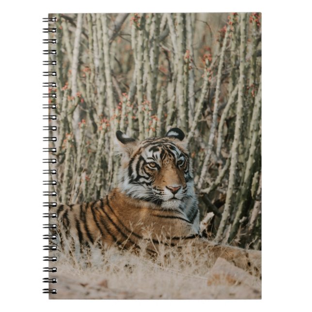 CADERNO ESPIRAL TIGER IN THE WILD RESTING (Frente)