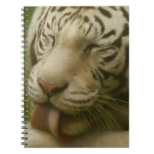Caderno Espiral Tigre Branco no Ritual de Alinhamento Privado