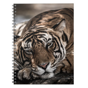 Caderno Espiral Tigre Ranthambore: arte fina de close-up.