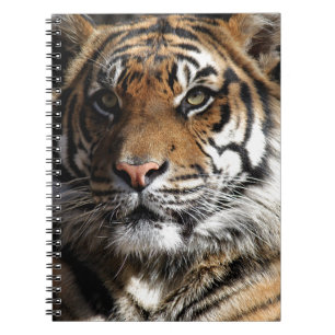 Caderno Espiral Tigre selvagem