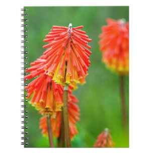Caderno Espiral Torch Lily (Kniphofia Uvaria), Cabo Ocidental