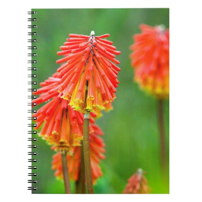 Caderno Espiral Torch Lily (Kniphofia Uvaria), Cabo Ocidental (Frente)