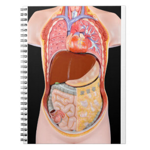 Caderno Espiral Torso humano modelo com órgãos no fundo preto