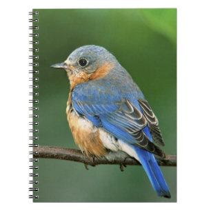 Caderno Espiral Toutinegra-azul-fêmea, Sialia sialis