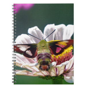 Caderno Espiral Traça de colibri