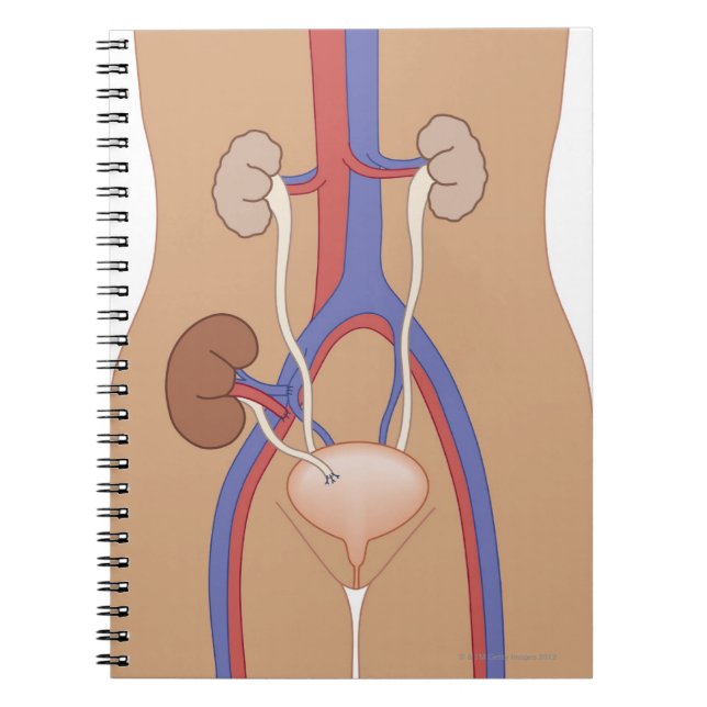 Caderno Espiral Transplante renal (Frente)