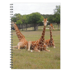 Caderno Espiral Três Girafa na Jante Fóssil
