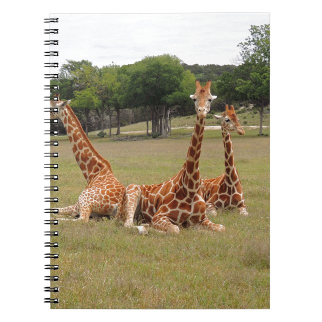 Caderno Espiral Três Girafa na Jante Fóssil (Frente)