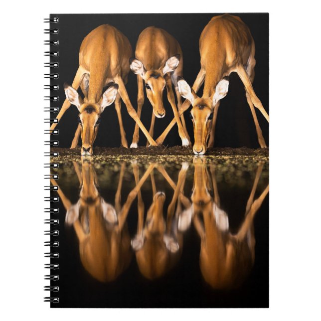 Caderno Espiral Três impalas bebem juntos à noite (Frente)