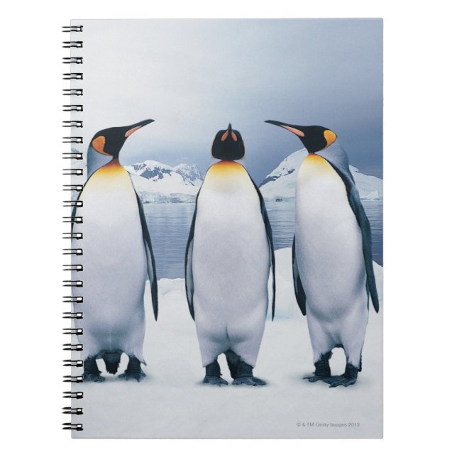 Caderno Espiral Três King Penguins (Frente)