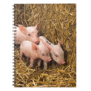 Caderno Espiral Três Porquinhos