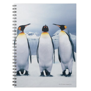 Caderno Espiral Três rei pinguins