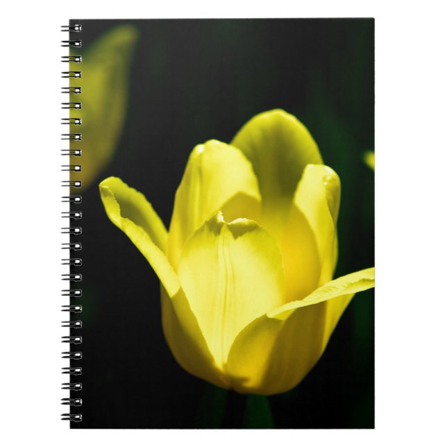 Caderno Espiral Três Tulipas Amarelas (Frente)