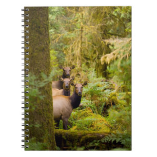 Caderno Espiral Três Vacas de Elk Roosevelt Olhando para a Vista