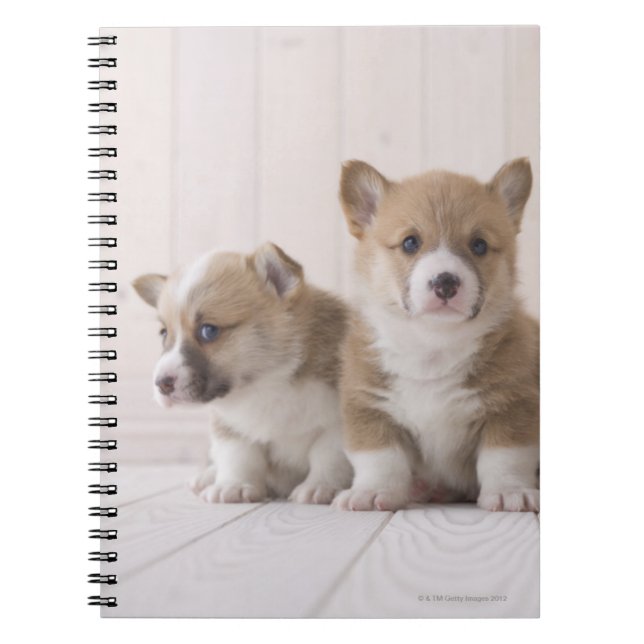 Caderno Espiral Três Welsh Corgi (Frente)