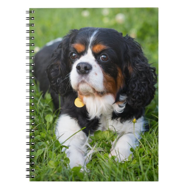 Caderno Espiral Tricolor Cavalier King Charles Spaniel Dog (Frente)
